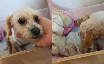 Cereza, perrita víctima de explosión en Puente de La Concordia mejora, 3 de sus cachorros no lo logran