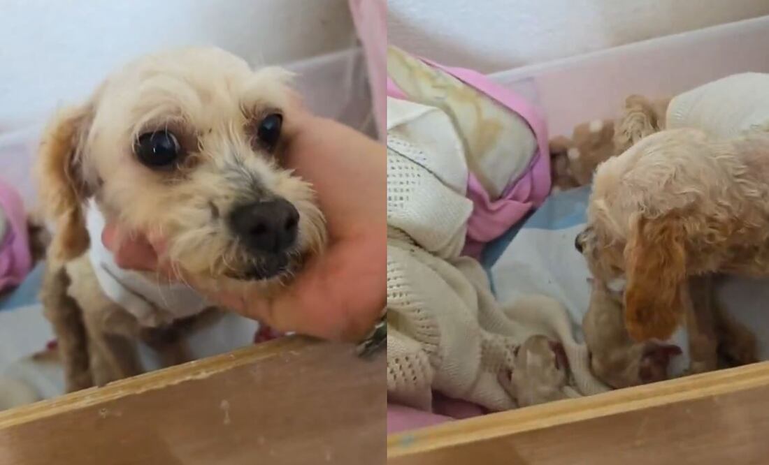 Foto: Redes sociales (Cereza, perrita víctima de explosión en Puente de La Concordia mejora, 3 de sus cachorros no lo logran)