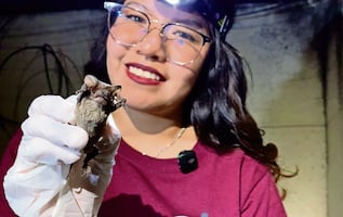 ¡No les tengas miedo! Murciélagos en CDMX: Los pequeños aliados que combaten plagas mientras duermes