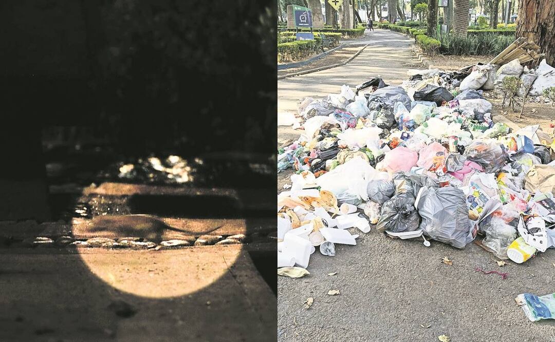 Ratas (de las de cuatro patas) invaden parque en la Benito Juárez, vecinos levantan queja