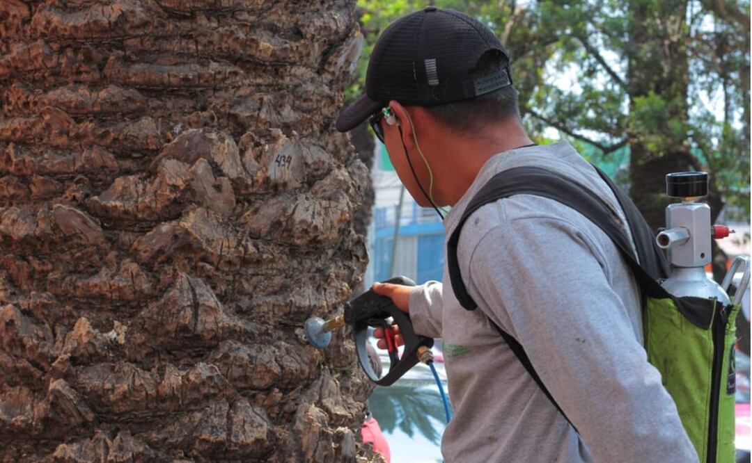 ¡Hay que cuidarlos! SEDEMA hace paro a arbolitos chilangos