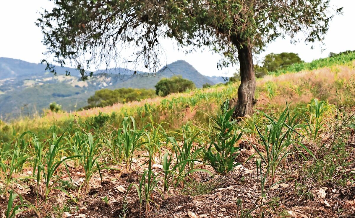 ¡Sequía inmisericorde! Campesinos en Oaxaca tienen miedo de perder sus cosechas por falta de lluvias