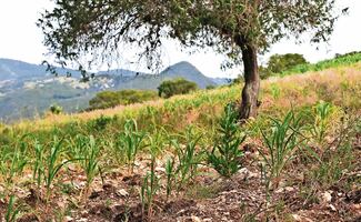 ¡Sequía inmisericorde! Campesinos en Oaxaca tienen miedo de perder sus cosechas por falta de lluvias