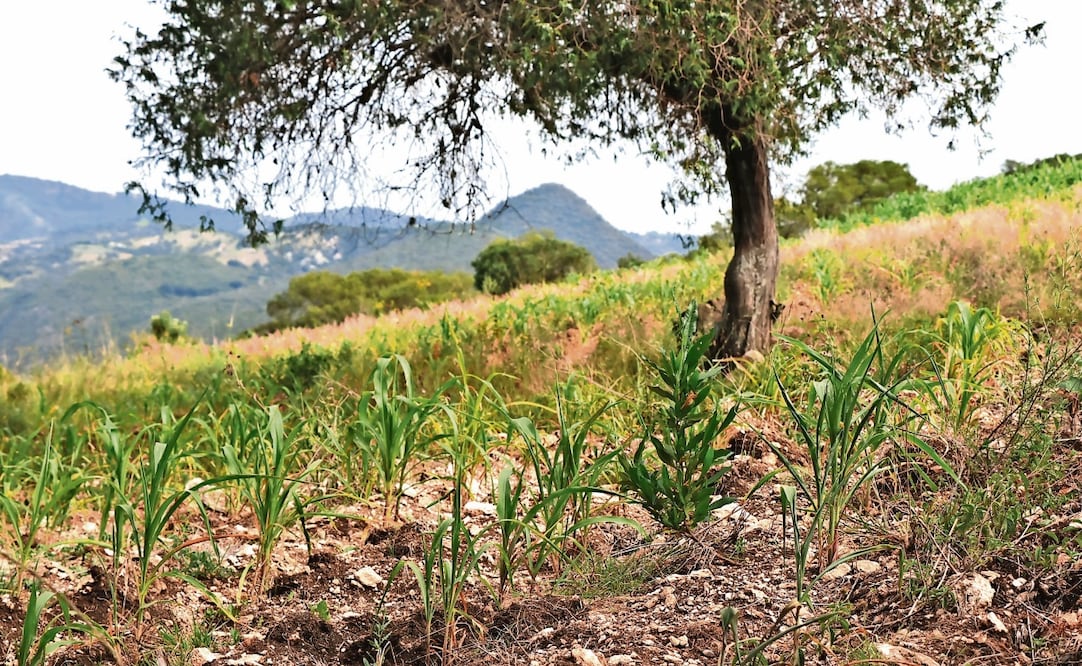 Campesinos de Valles Centrales y hasta la Costa tienen miedo de perder sus siembras por la sequía tras más de un mes sin precipitaciones. Foto: Juana García / EL GRÁFICO