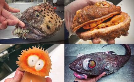 Pescador tiene fascinación por criaturas marinas “extraterrestres” 