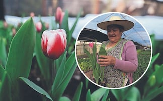 San Valentín: El tulipán desplaza a la rosa y ya es la flor favorita para este 14 de febrero