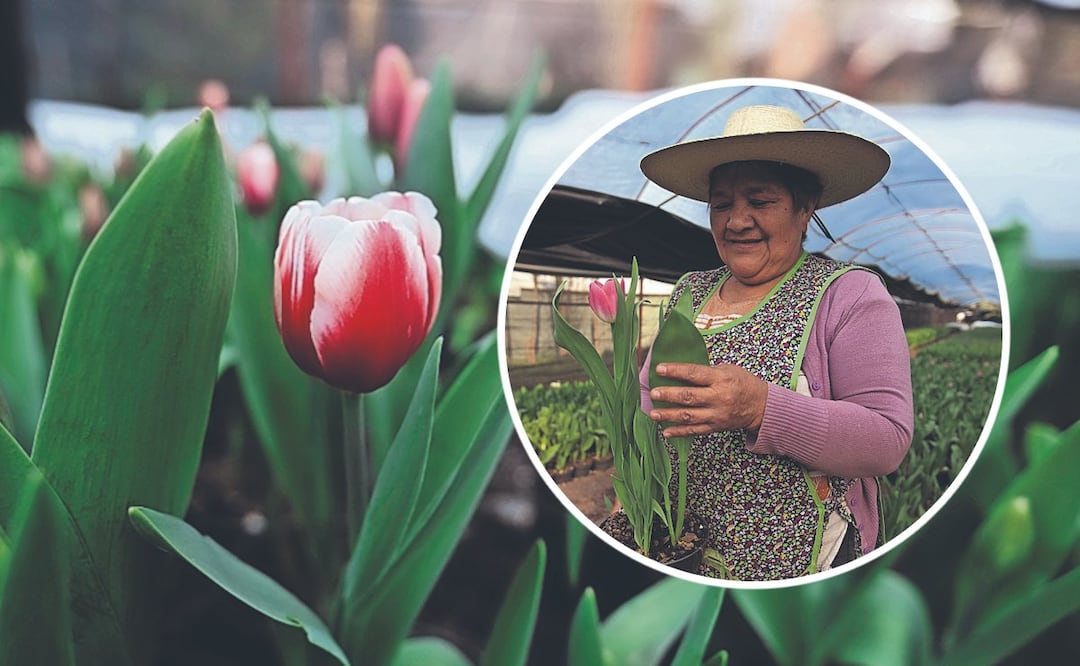 Foto: Paola Reyes (San Valentín El tulipán desplaza a la rosa y ya es la flor favorita para este 14 de febrero)