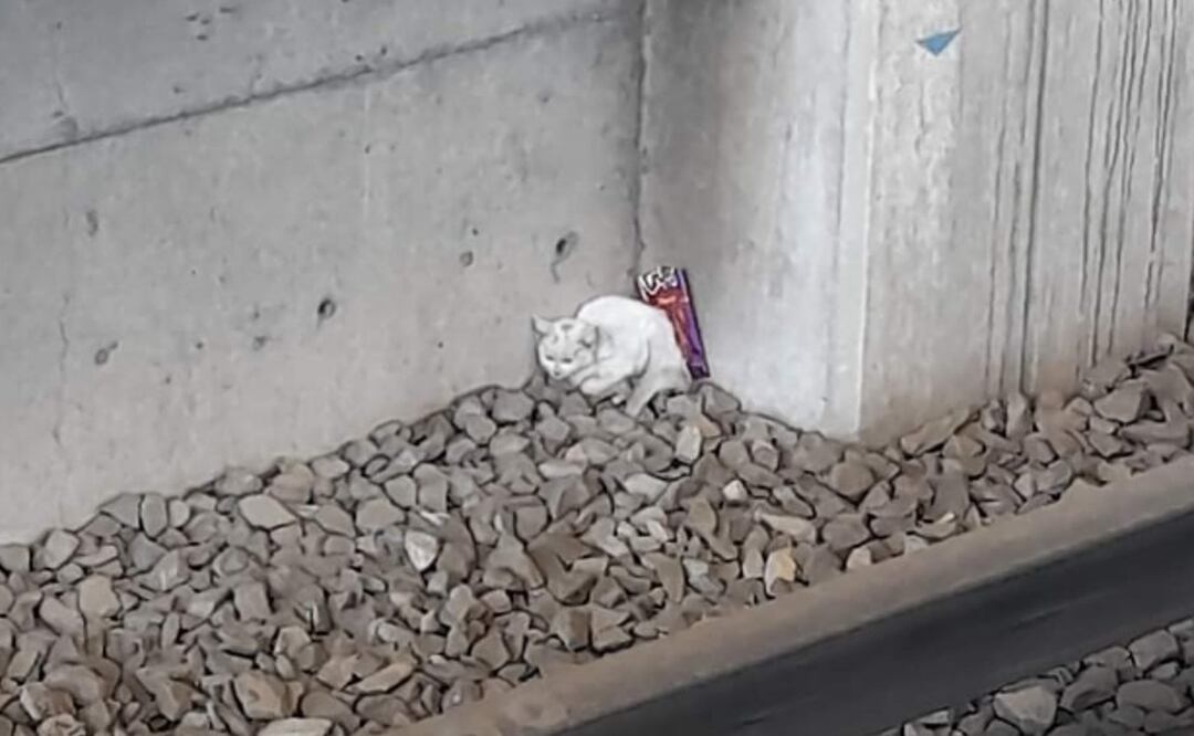 MetroCDMX: Gatito maltrecho es rescatado de las vías en Rio de los Remedios