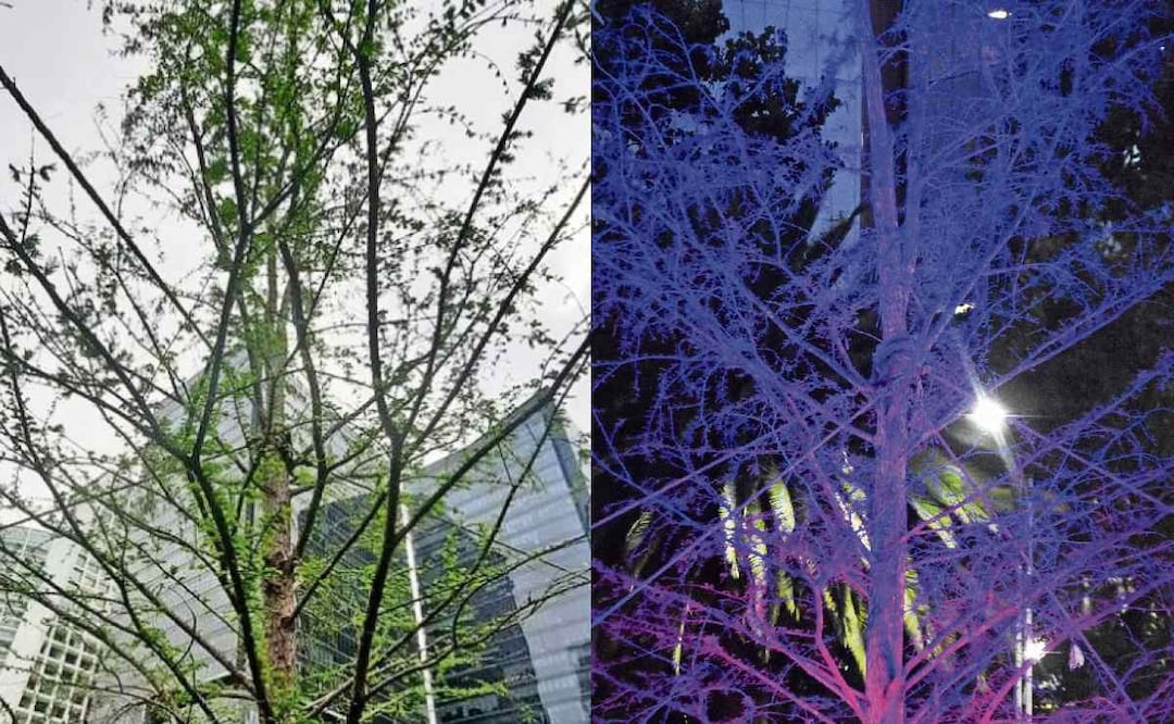 Ahuehuete de Paseo de la Reforma contará con seguridad especial