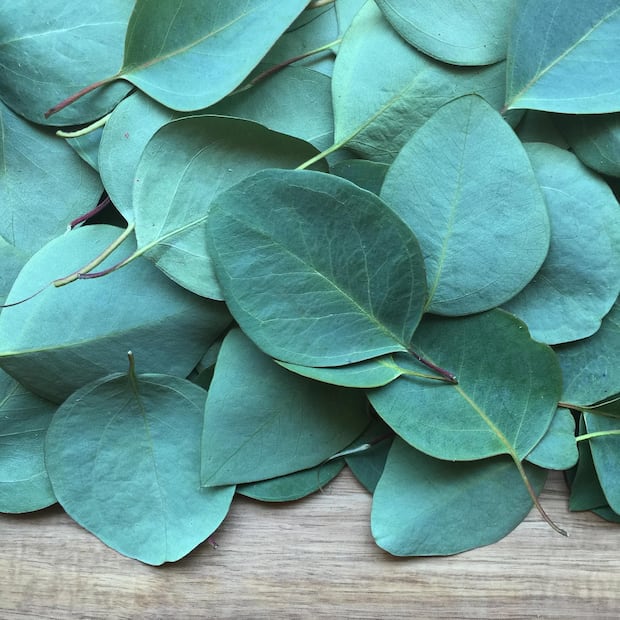Transforma tu baño en un spa: 4 plantas que absorben la humedad y aromatizan de forma natural
Imagen: PIXABAY