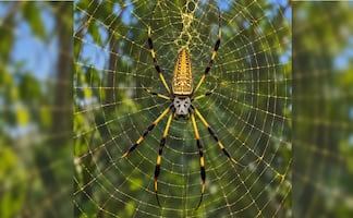 ¡Es preciosa! Esta araña produce una telaraña dorada que es usada para fabricar ropa, conócela