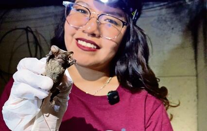 ¡No les tengas miedo! Murciélagos en CDMX: Los pequeños aliados que combaten plagas mientras duermes