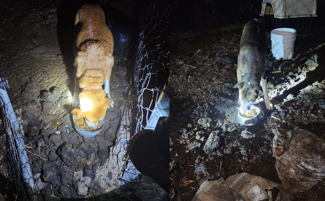 Rescatan a 46 perritos abandonados en pensión de Tlalpan ¿cómo era su estado de salud?