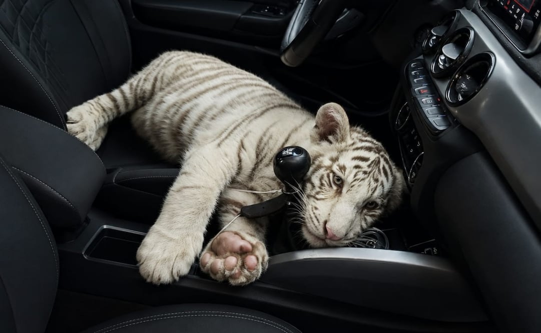 Detuvieron a un hombre que transportaba a una cría de tigre de bengala blanco en Iztapalapa. Foto: SSC CDMX