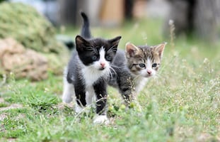 ¿Por qué tener dos gatos es mejor que uno? Estas son las ventajas que pocos conocen