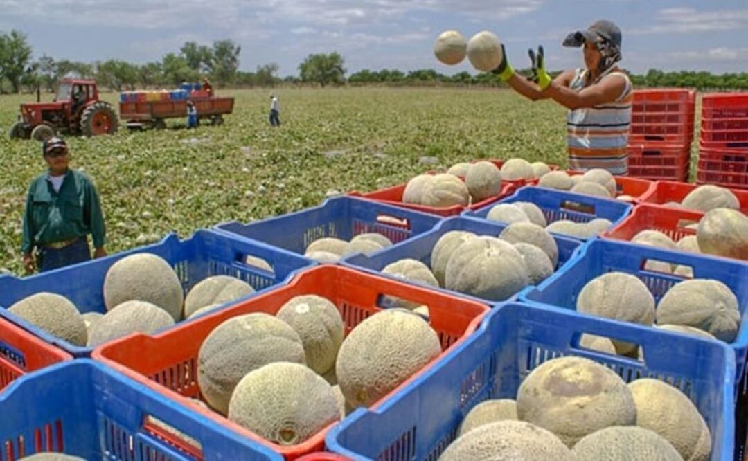 Muertes por salmonelosis en Canadá y EU podrían estar asociadas a melón mexicano