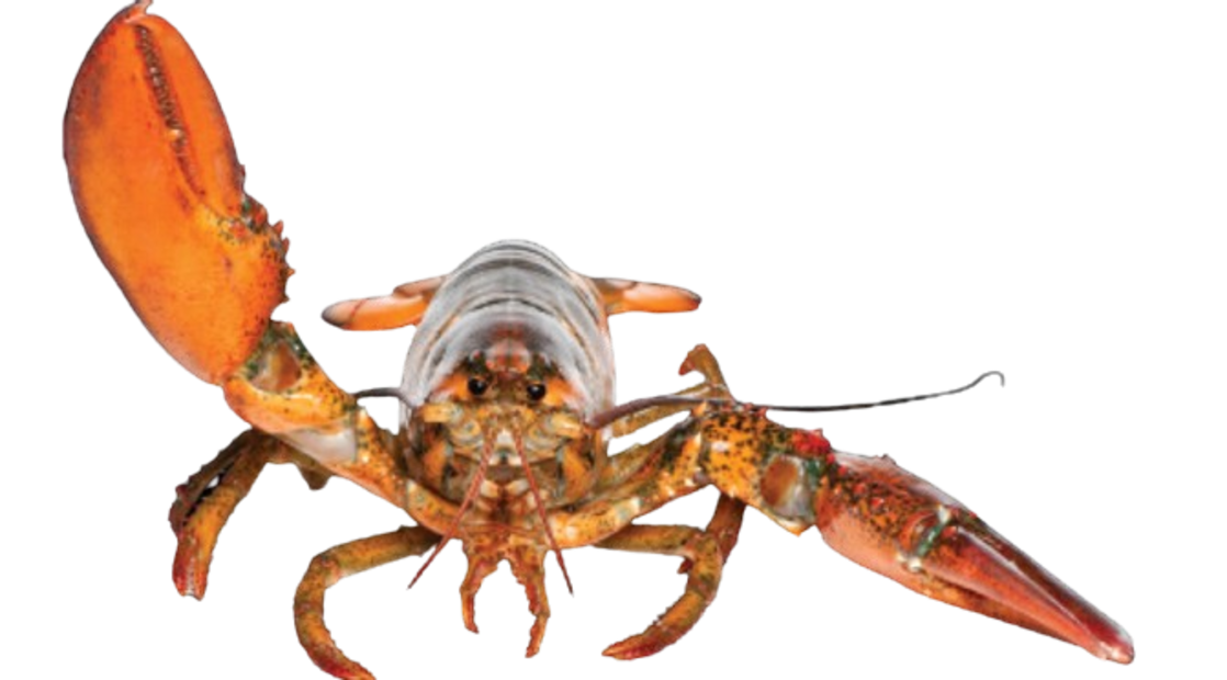 langosta-removebg-preview.png