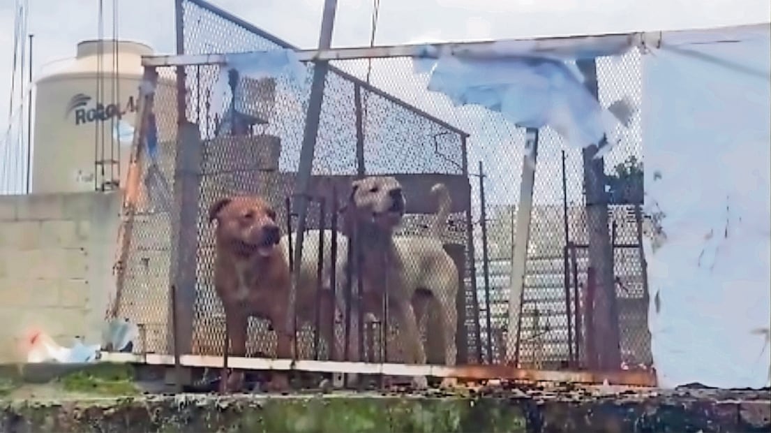 Dejan a su suerte a perros y gatos durante 15 días en Tlalpan
Foto: Especiales