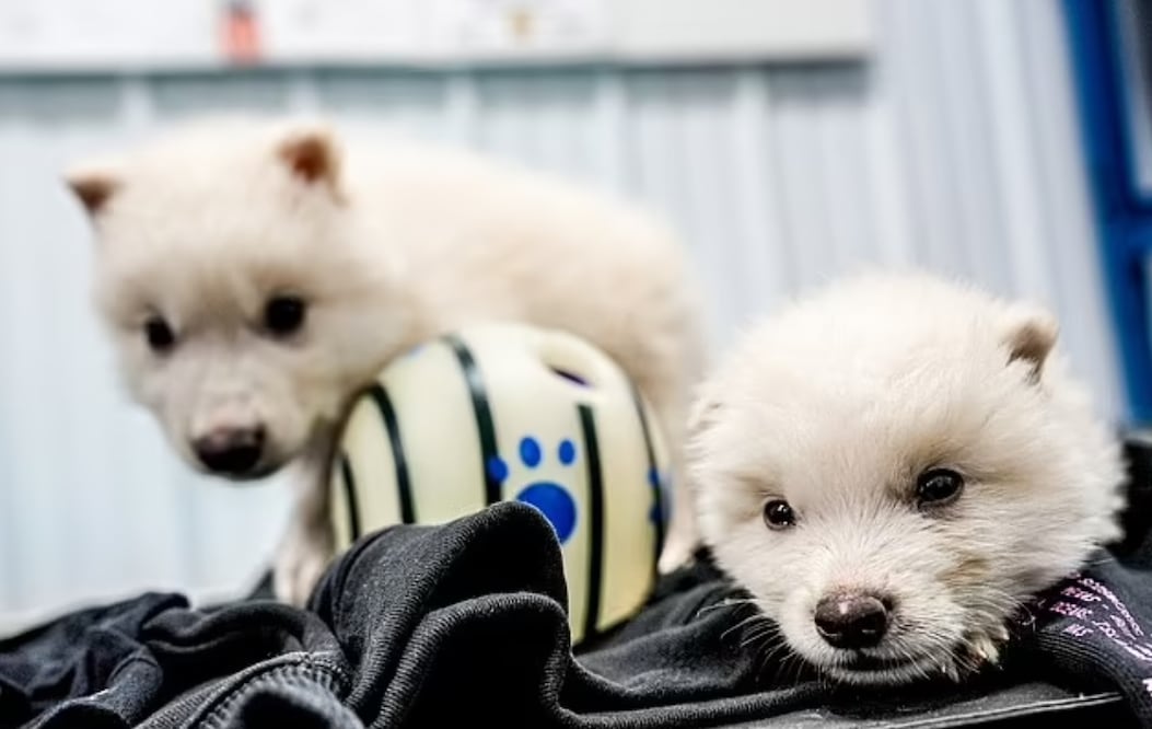 Animales extintos regresan a la vida. Foto: (Especial)