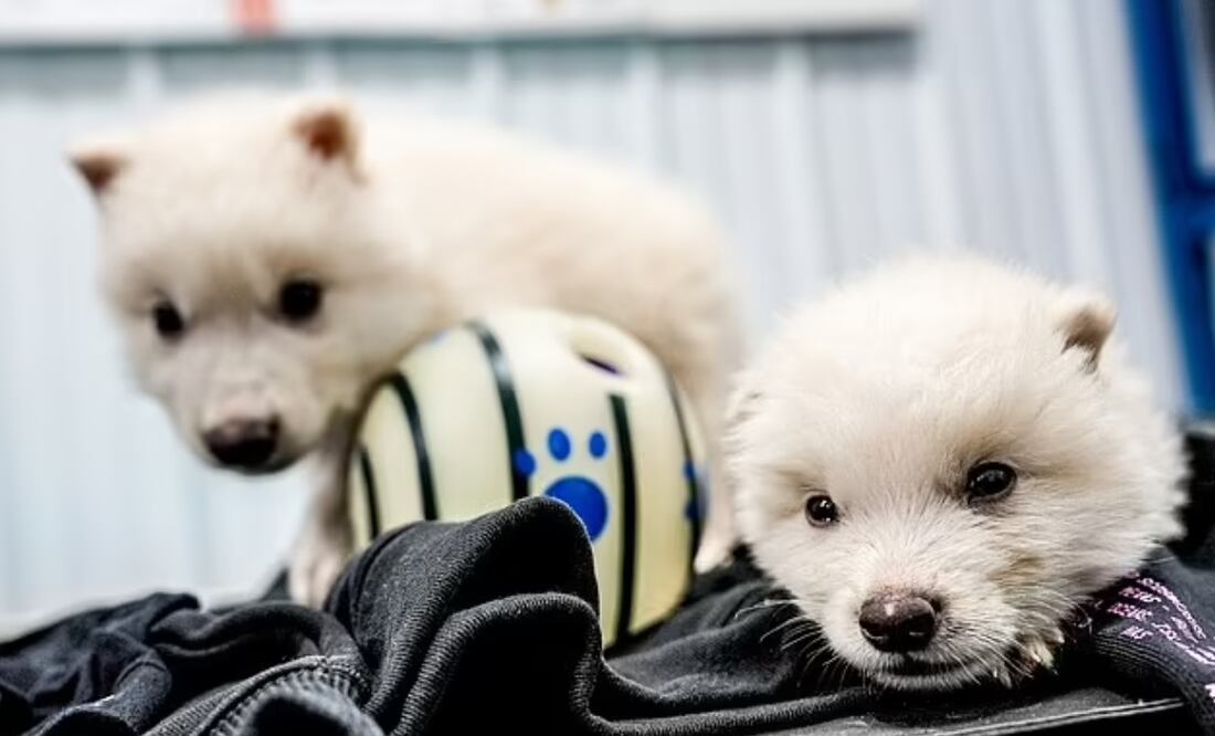 Animales extintos regresan a la vida. Foto: (Especial)