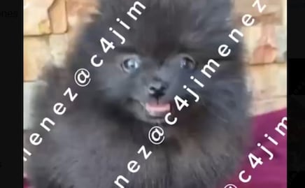 Filtran VIDEO del empleado que mató a Coco, el perrito que murió en una estética de la Condesa
