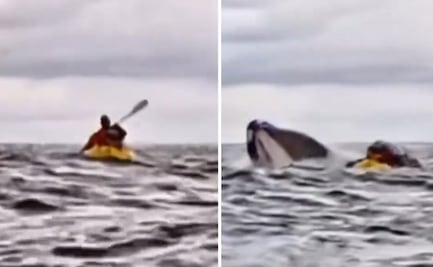 Ballena se traga y escupe a chavo kayakista, en Chile