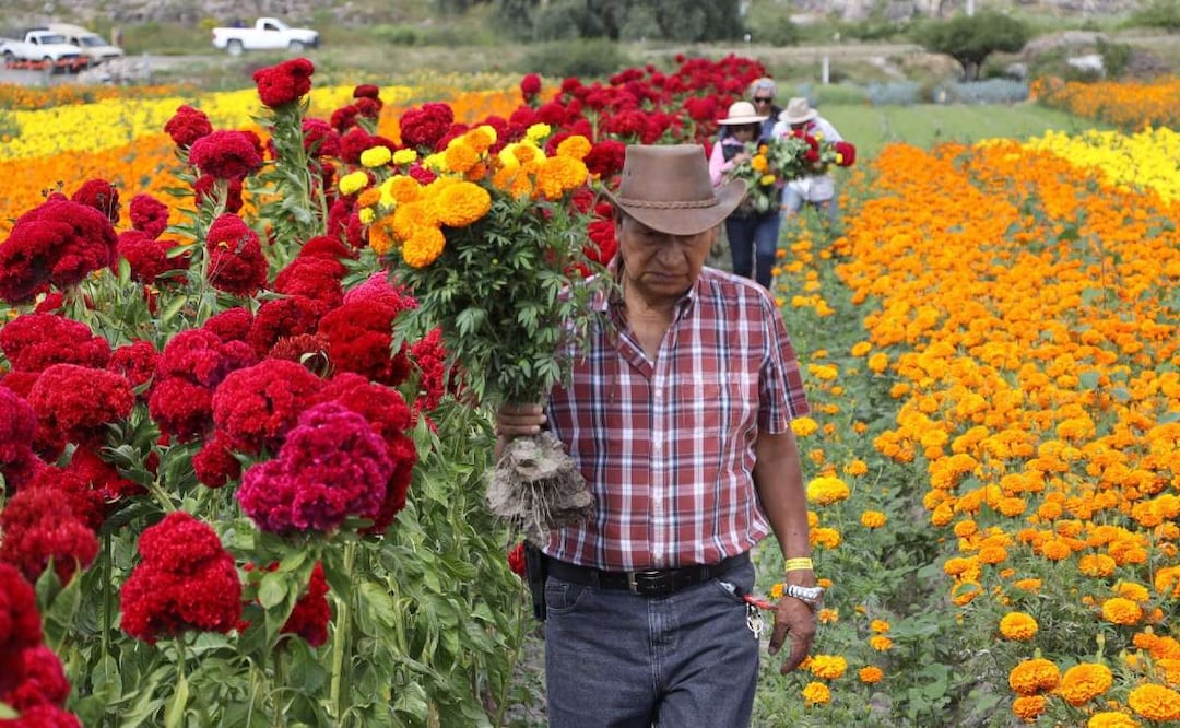 ¿Cómo diferenciar las flores de cempasúchil mexicanas de las chinas?