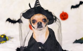 Chihuahuas se apoderarán de Chapultepec con una caminata de Halloween y Día de Muertos