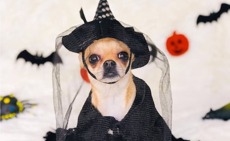 Chihuahuas se apoderarán de Chapultepec con una caminata de Halloween y Día de Muertos