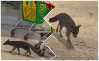 ¿Tuviste contacto con una zorra con rabia? Lanzan alerta en Cancún por caso en una tienda