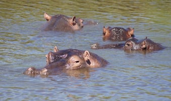 Hipopótamos de Pablo Escobar: La propuesta de un millonario para evitar la eutanasia