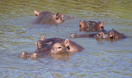 Hipopótamos de Pablo Escobar: La propuesta de un millonario para evitar la eutanasia