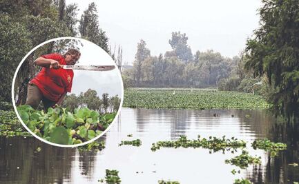Rescatan Xochimilco: Así combate la brigada "Cuidadores del Medio Ambiente" el lirio acuático