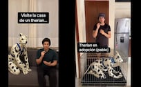¿Adoptar a un therian? El polémico video de Carlos Name