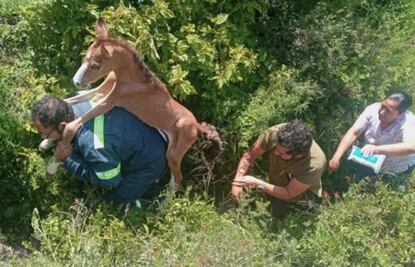 Policías salvan a potrillo abandonado en Ecatepec, ¿cuál es su estado de salud?