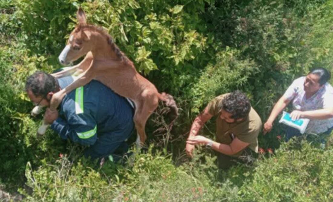 Rescatan potrillo en Ecatepec (Foto: Especial)