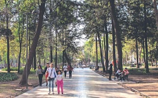 ¿Dónde plantarán árboles en el Centro Histórico? PAOT anuncia plan de reforestación