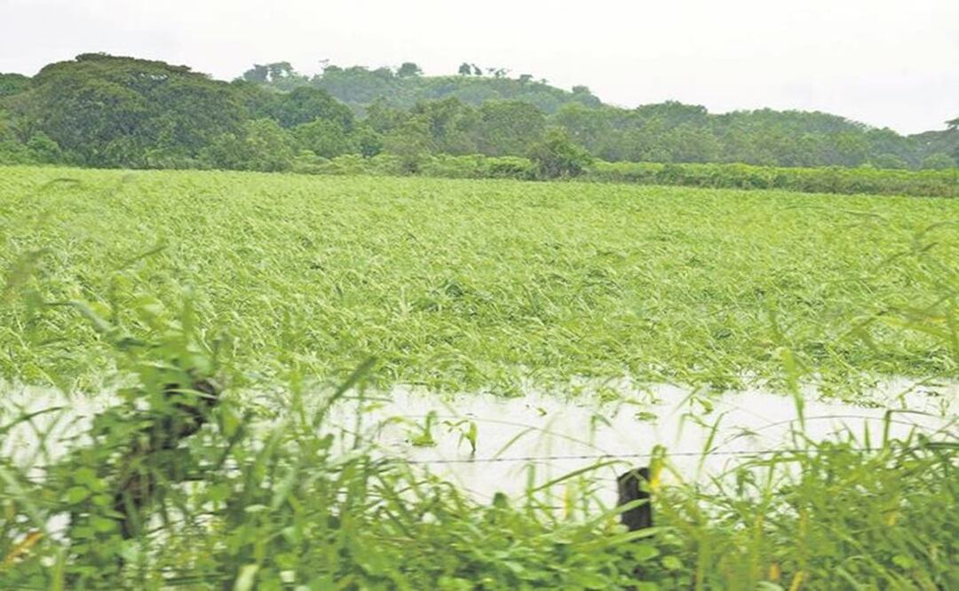 Desolación en Tlaxiaco: El huracán John arrasa con cultivos y deja pérdidas catastrófica
