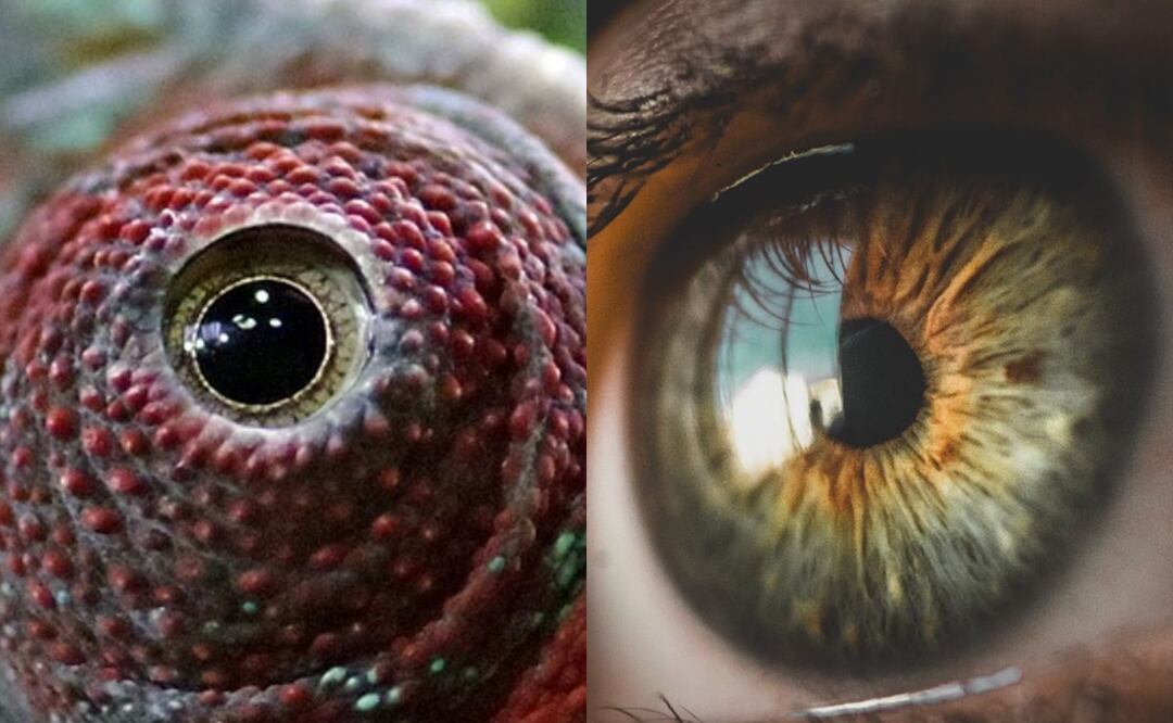De animales y humanos, estos son los ojos más impactantes de todo el mundo