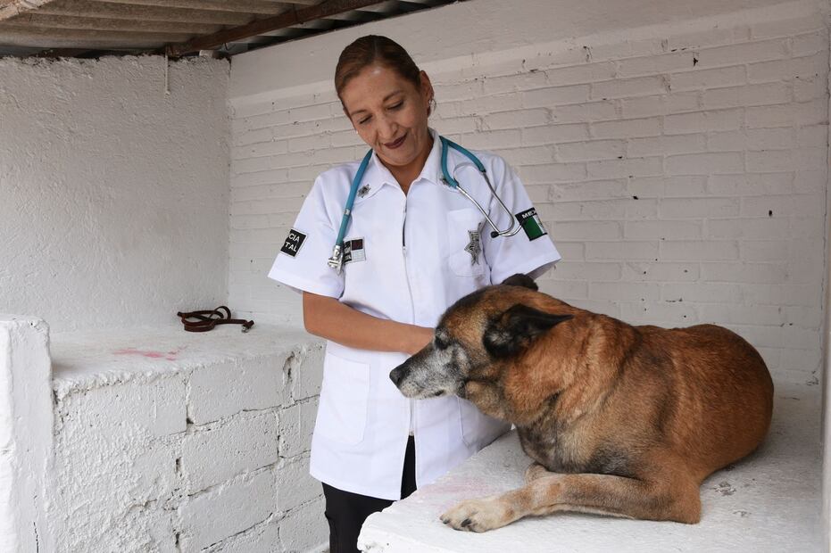 Perros policías del Edomex se jubilan. Foto: (Especial)