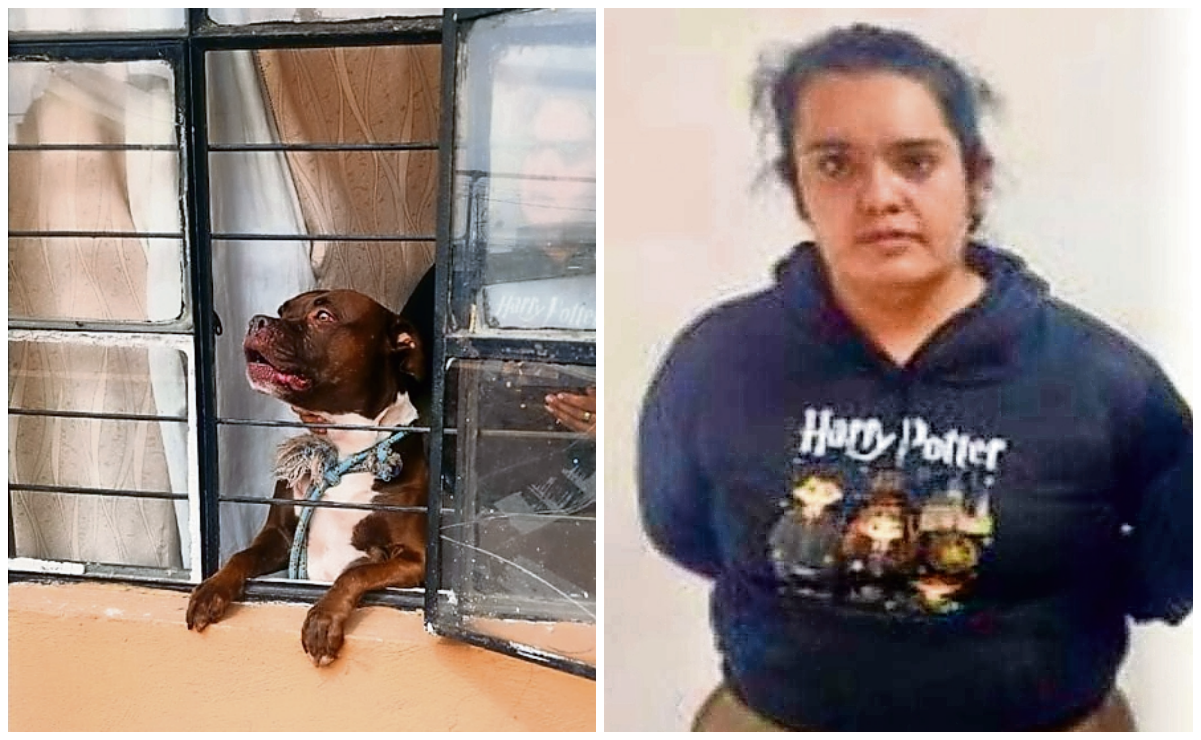 ¡Dueña irresponsable! Perro pitbull ataca a un hombre en Azcapotzalco, presenta lesiones graves