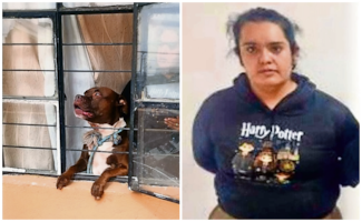 ¡Dueña irresponsable! Perro pitbull ataca a un hombre en Azcapotzalco, presenta lesiones graves