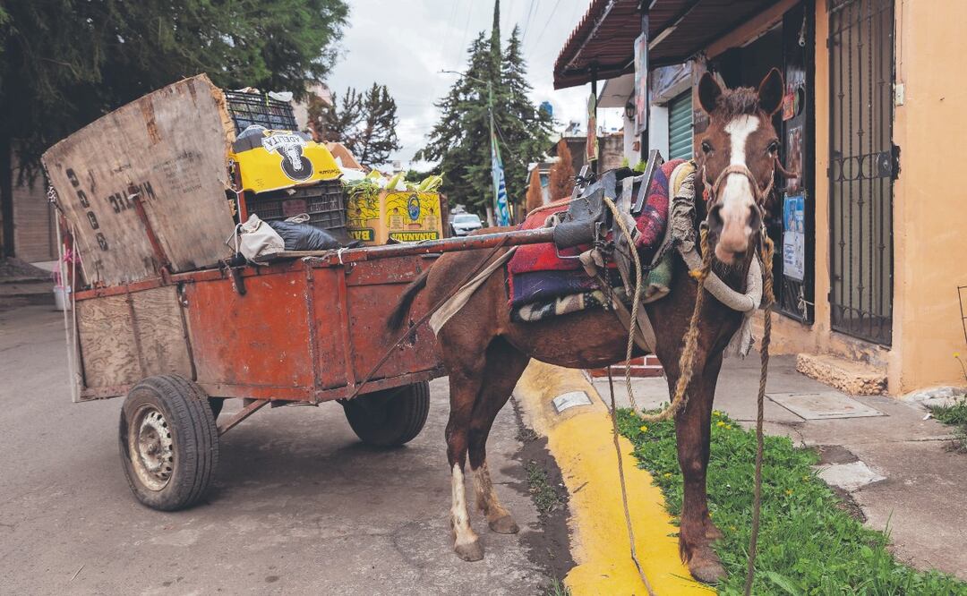 ¿Qué dice la ley sobre el uso de animales en la recolección de basura?
Imagen: HUGO SALVADOR. EL GRÁFICO