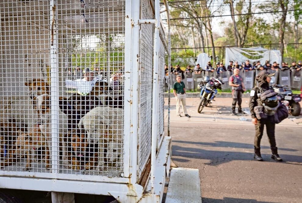 Indignación en CDMX: Confirman maltrato y rescatan animales del Refugio Franciscano de  Cuajimalpa (Foto: Cuartoscuro)