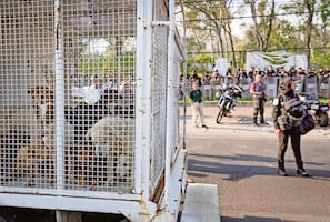 Indignación en CDMX: Confirman maltrato y rescatan animales del Refugio Franciscano de Cuajimalpa