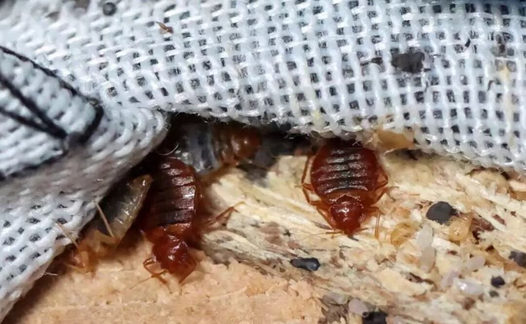 ¿Te da miedo enchincharte? Estos son los lugares favoritos de las chinches para esconderse