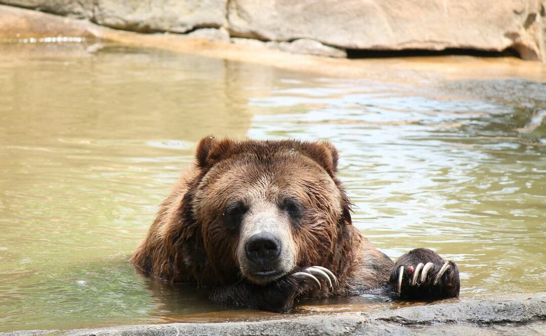 Hombre estuvo a punto de ser devorado por un oso, testigos nada pudieron hacer