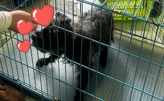 Blacky casi muere en las vías del Metro CDMX: Así fue su rescate y regreso a casa