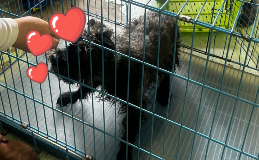 Blacky casi muere en las vías del Metro CDMX: Así fue su rescate y regreso a casa (Foto: Especial)
