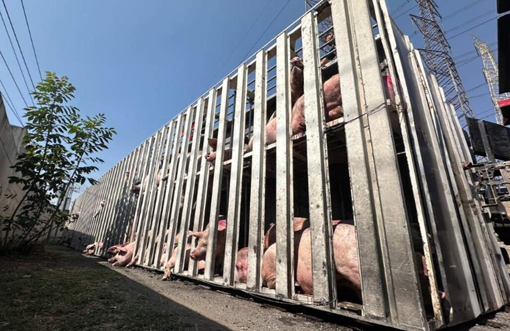 Quitan la sed a puerquitos valientes que sobrevivieron a fatal volcadura, en Edomex